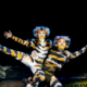CATS - Credits: Alessandro Pinna